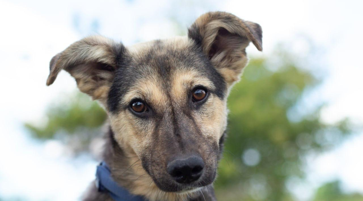 Chiens à adopter